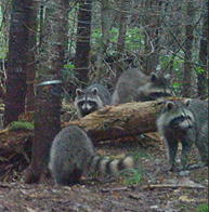 Raccoons